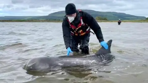 DAERA marine expert helps stranded dolphin back to open sea