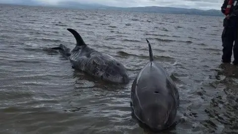 Dog Leap Animal Charity Two dolphins