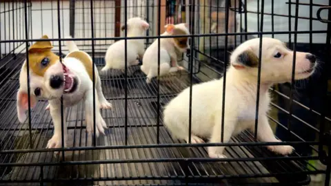 Getty Images Four puppies for sale in a cage for sale at Chatuchak market