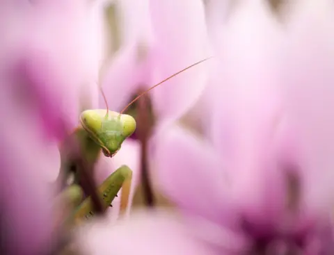 Panagiotis Dalagiorgos European mantis