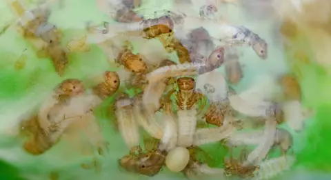 Tim Jonas Caddisfly larvae 