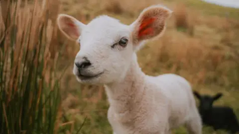 Declan Friel  Lambs