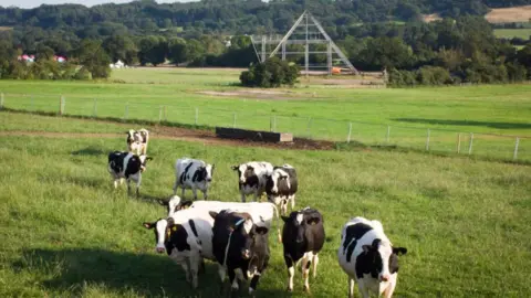 Matt Cardy/ Getty Cows graze in a field in front of the skeleton structure of the main Pyramid stage at the site of the Glastonbury Festival held at Worthy Farm