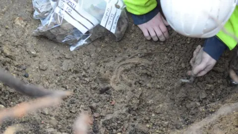 Cotswold Archaeology  A load of old bones in the mud