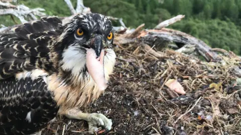 Woodland Trust One of the chicks in the nest