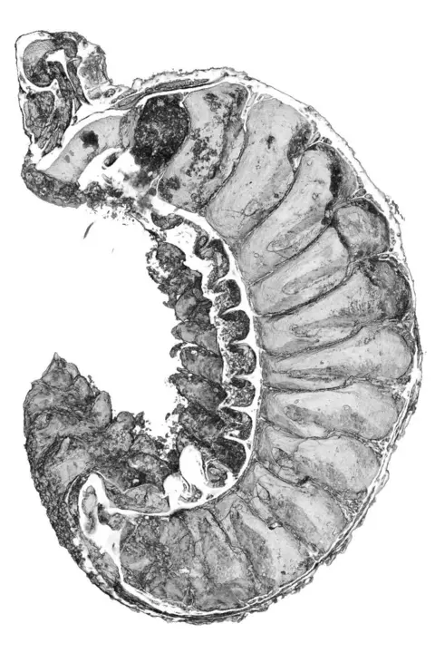 Emma J Long A cross section through the ancient larva of Youti yuanshi - a half-billion year-old insect 