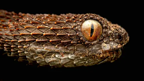 Tim Brammer spiky brown and orange coloured snake with huge orange eye