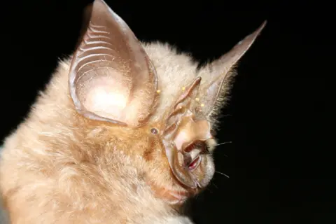 Ara Monadjem A horseshoe bat