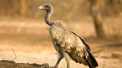 Getty Images Long-Billed Vulture Gyps Indicus, Ranthambore Tiger Reserve National Park, Rajasthan, India. 