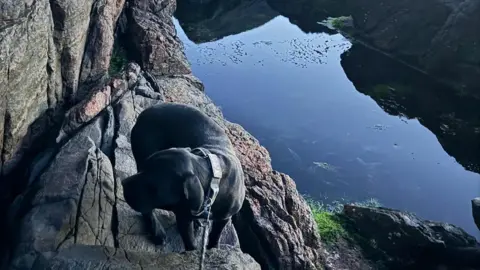 Assynt Mountain Rescue Team  Loki pictured on the cliff edge