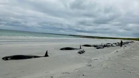 BBC Whales stranded on a beach in Orkney