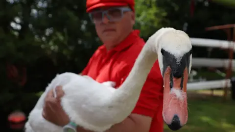 EPA A man holding a swan