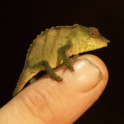 BBC/Tony Jolliffe A tiny chameleon sitting on a human thumb