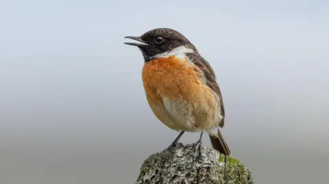 Graeme Carroll A small bird with an orange breast and brown head stands on a wooden post