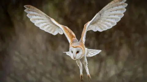 Graeme Carroll A barn owl, with a white round face and brown and white feathers, flies.