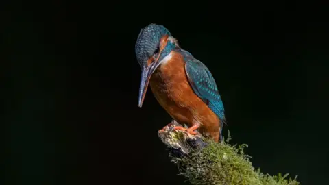 Graeme Carroll An orange and blue bird sits on a branch.