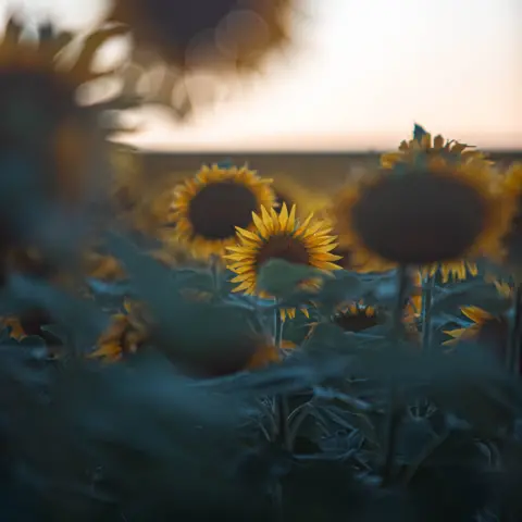 Richard Palmer Sunflowers in a field at sunset