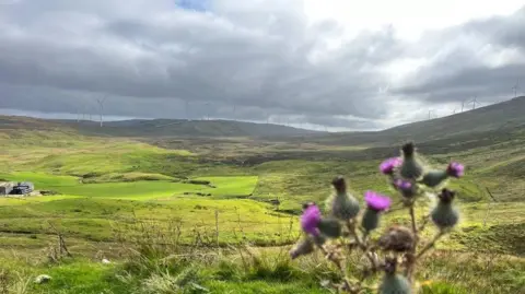 Viking windfarm in the distance, a thistle is in the foreground