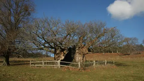 PA Media The Queen Elizabeth oak in Sussex hollowed out with a wooden fence around it. The branches on the tree are bare.