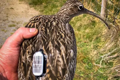 Tony Cross A curlew with a GPS tracker on its back, an oval white plastic with small solar panels