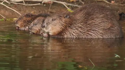 Devon Wildlife Trust, Mike Syme Beaver and kits on a river in Devon