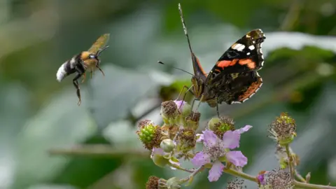 Getty Images A bee and a orange, brown and white butterfly taking nectar on a flower