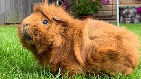 Masons' Cavies A light brown-coloured guinea pig outside on fresh grass. He looks incredibly happy. 