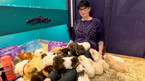 Masons' Cavies A woman with short black hair and glasses sits in a comfortable-looking enclosure, with around twenty guinea pigs jumping on her lap