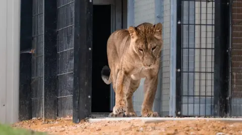 The Big Cat Sanctuary Yuna in her enclosure at The Big Cat Sanctuary