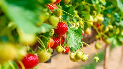 Getty Images A strawberry plant with varying maturity of fruits.