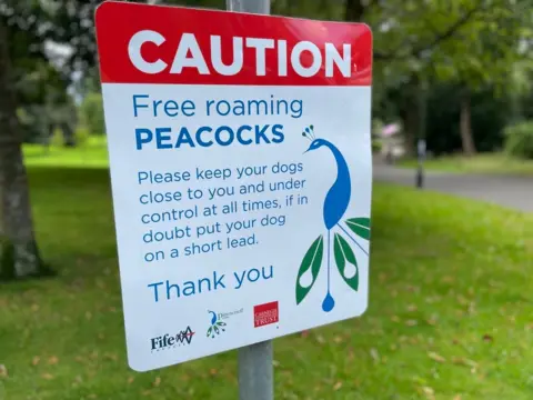 free roaming peacocks sign