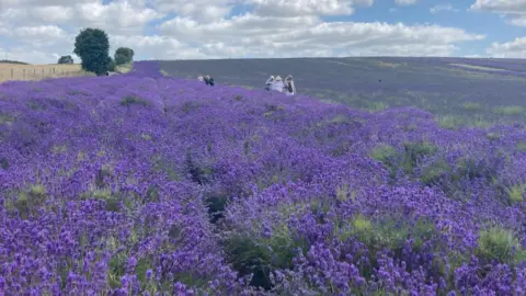 Katy Lewis/BBC Lavender fields at Hitchin, Hertfordshire