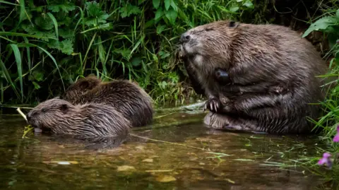 Getty Images Beaver and kits at Otterton, Devon