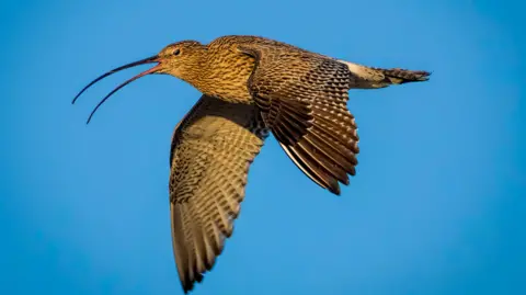 Andy Harmer Curlen flying with its curved beak open