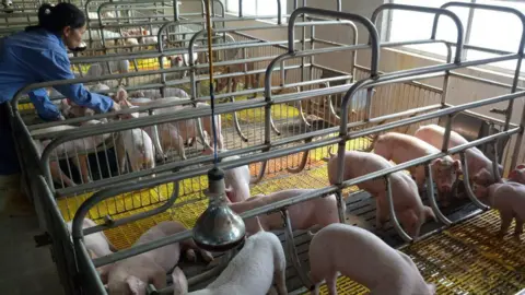 Quang Doan Hong Piglets in a barn at Quang Doan Hong’s farm