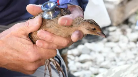 WWT Male corncrakes are captured and ringed