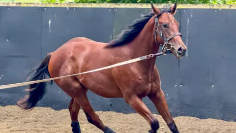 BBC News  A young racehorse in training