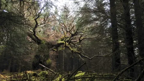 Gus Routledge The Skipinnish Oak in Lochaber in amongst other forest trees.