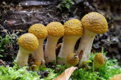 Peter Charman Yellow-topped mushrooms in a row in a woodland