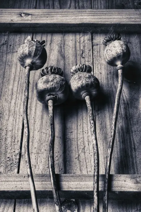 Clare Keegan  A black and white picture of four dried poppy heads against a wooden fence