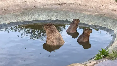 Hoo Zoo and Dinosaur World Two baby capybaras and an adult capybara in a pool, surrounded by sloping rock