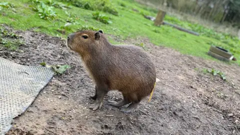 Hoo Zoo and Dinosaur World A young capybara standing on the ground