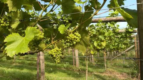 Green grapes close to the lens with other vines clearly visible behind and to the left and right. The sky is blue and there is a large leaf near the grapes.