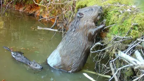 Ewhurst Park/PA Media A mother beaver on her hind legs in shallow water with her front paws resting on the river bank. One of her babies is in the water behind her.