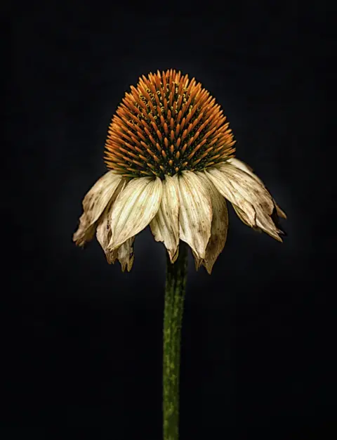 Mark Robins The head of a flower as it begins to decay