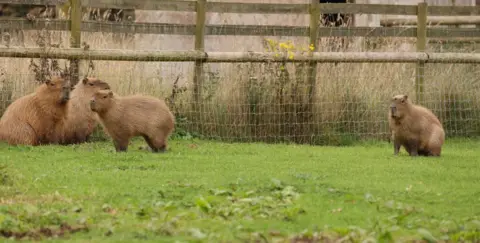 Hoo Zoo and Dinosaur World A family of four capybaras in a grassy zoo enclosure with a wooden fence and netting.