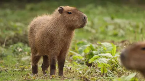 Hoo Zoo and Dinosaur World A capybara standing in a field.