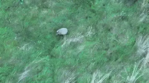 Hoo Zoo and Dinosaur World A capybara captured from above standing in a grassy field by a thermal drone.