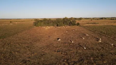 BBC A field with cows