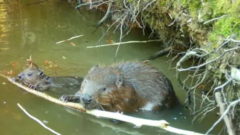 Ewhurst Park/PA Media A fully-grown beaver and a baby beaver about a quarter of the size both gnaw on the same branch lying in shallow water at the edge of a river.